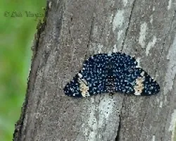 Hamadryas feronia farinulenta