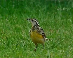 Zacatera Juvenil