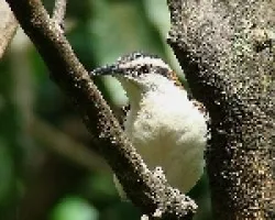 Chicopiojo
