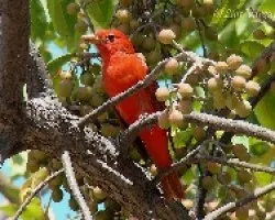 Pranga rubra