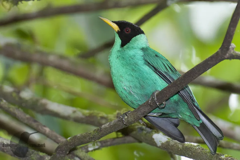 OTS La Selva, Sarapiqui