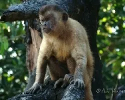 Macaco