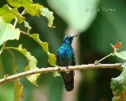Colibri thalassinus