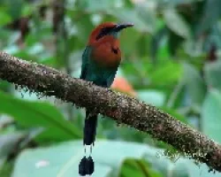 Electron platyrhynchum
