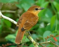Cabezon canelo