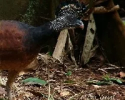 Crax rubra