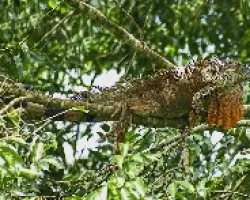 Iguana