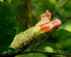Abriendo la flor
