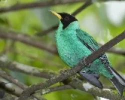 Mielero Verde