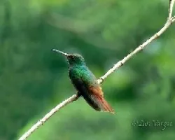 Tres especies