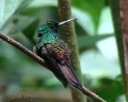 Lavadita