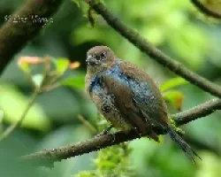 azul