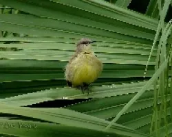 Machetornis rixosus
