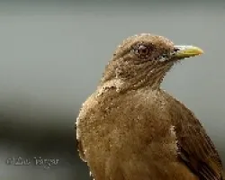 Turdus grayi