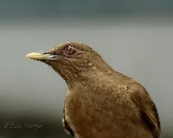 Turdus grayi
