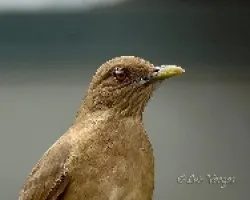Turdus grayi