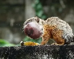 Pobre bicho