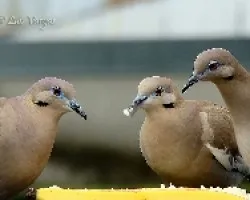 Tres Mosqueteros