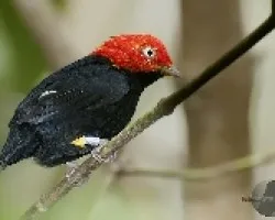 Pipra mentalis