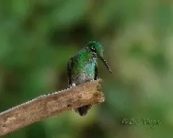 Heliodoxa jacula