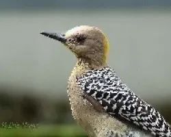 Hembra M.h.