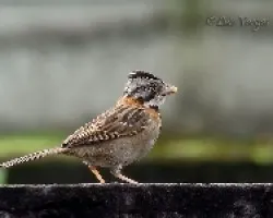 Comunes pero bonitos