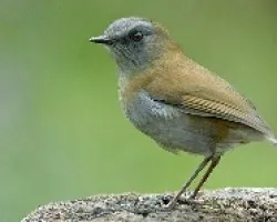 Catharus gracilirostris
