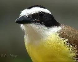 Pitangus sulphuratus