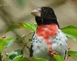 Pheucticus ludovicianus