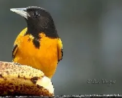 Cacique