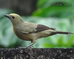 Thraupis palmarum