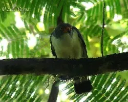 Gavilan Dorciplomizo