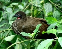 Pava Crestada