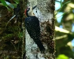 Carpintero