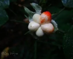 Flor rara?