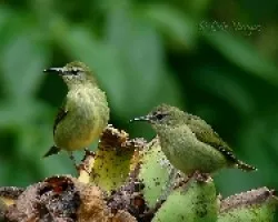 Cyanerpes cyaneus