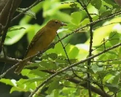 Piranga rubra
