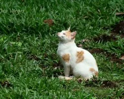Buscando comida