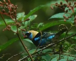 Comiendo