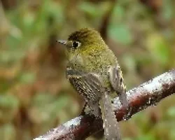 Empidonax flavescens