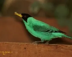Mielero Verde