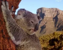koala