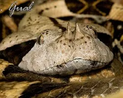 Vibora de Gabon