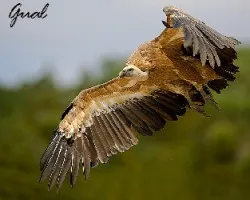 Gyps fulvus