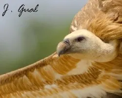 Gyps fulvus