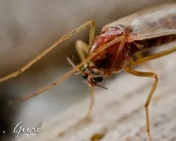 Chaoboridae 