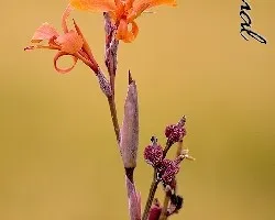 Canna Indica