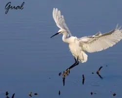 Garceta comun aterrizando en el agua