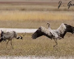 Grullas comunes mostrando el plumaje 