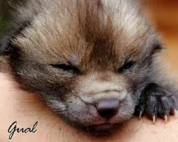 Zorrito